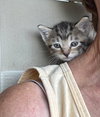 Kitten 1 of  Hive of 4