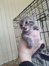 Kitten 1 of  Hive of 4
