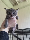 Kitten 1 of  Hive of 4