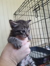 Kitten 1 of  Hive of 4