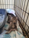 Kitten 1 of  Hive of 4