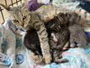 Kitten 1 of  Hive of 4
