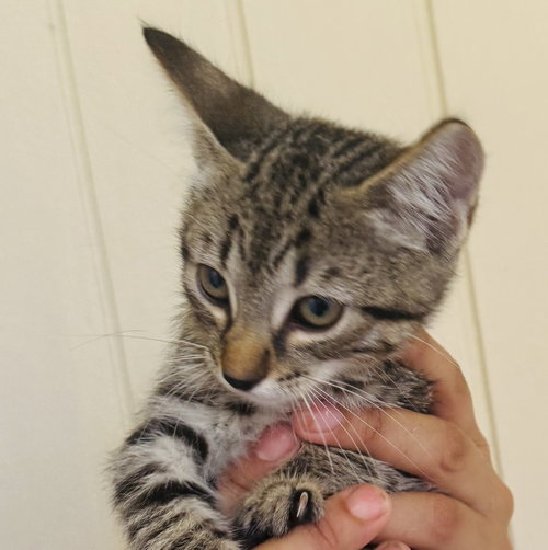 Kitten 1 of  Hive of 4