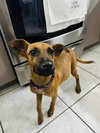 Penny (Foster in PA)