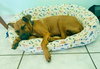 Penny (Foster in PA)