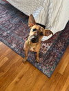 Penny (Foster in PA)