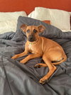 Penny (Foster in PA)