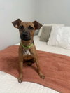 Penny (Foster in PA)