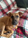 Penny (Foster in PA)