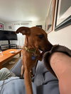 Penny