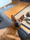 Penny