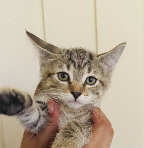 Kitten 2 of Hive of 4