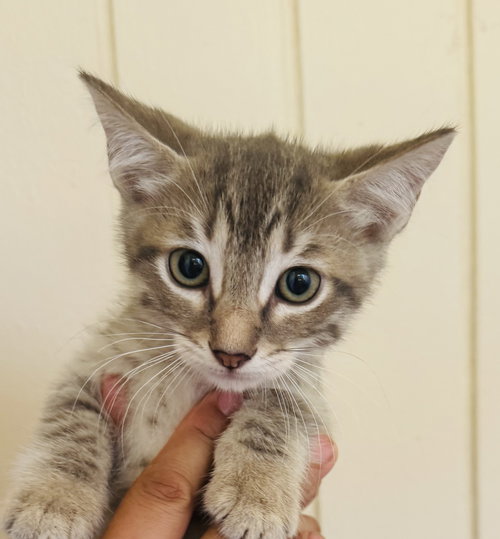 Kitten 3 of Hive of 4