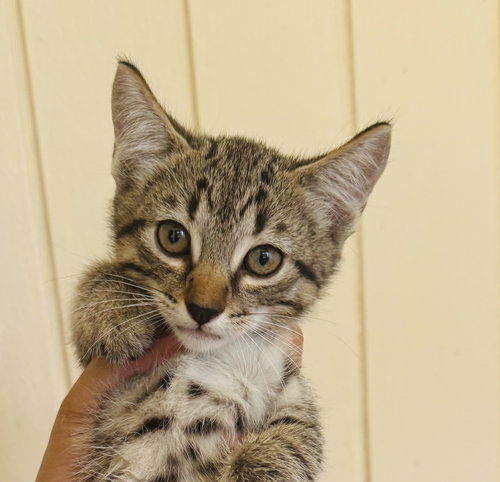 Kitten 4 of Hive of 4
