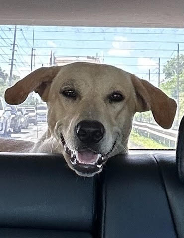 Elvis