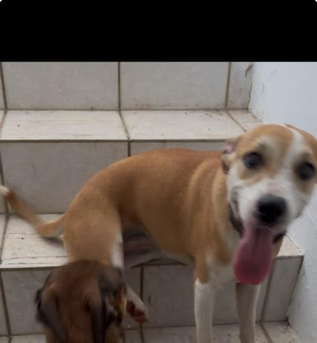 Phebe aka Hannah aka Sabana