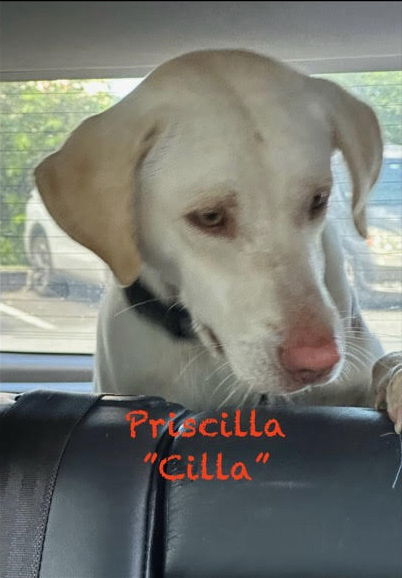 Priscilla