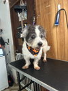 Peluso (Foster in PA)