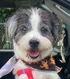 Peluso (Foster in PA)