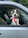 Peluso (Foster in PA)