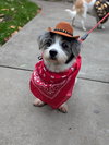 Peluso (Foster in PA)