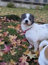 Peluso (Foster in PA)
