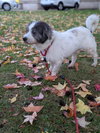 Peluso (Foster in PA)