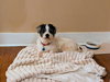 Peluso (Foster in PA)