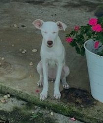 Andi