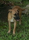 Bowie fka Brownie  (Foster in PA)