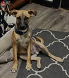 Bowie fka Brownie  (Foster in PA)