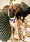 Bowie fka Brownie  (Foster in PA)