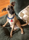 Bowie fka Brownie  (Foster in PA)
