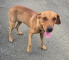Ruby (Foster in PR)