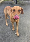 Ruby (Foster in PR)