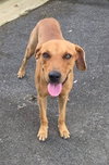 Ruby (Foster in PR)