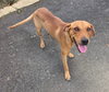 Ruby (Foster in PR)