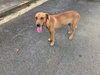 Ruby (Foster in PR)