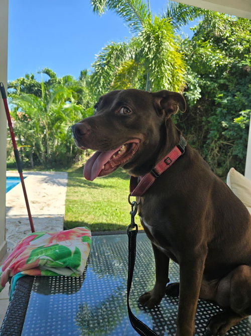 Snickers (Foster in PR)