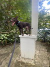 Snickers (Foster in PR)
