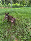 Snickers (Foster in PR)