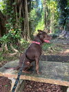 Snickers (Foster in PR)