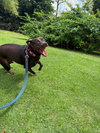 Snickers (Foster in PR)