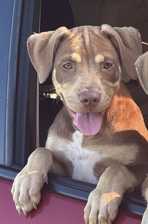 Canela