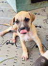 Flurry (Foster in PR)