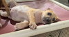 Flurry (Foster in PR)