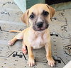 Flurry (Foster in PR)