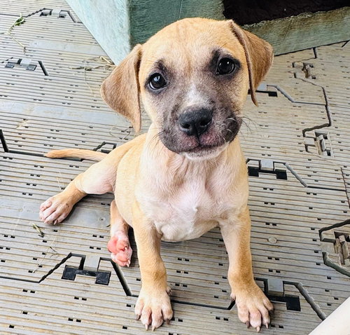 Flurry (Foster in PR)