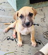 Flurry (Foster in PR)