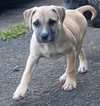 Flurry (Foster in PR)